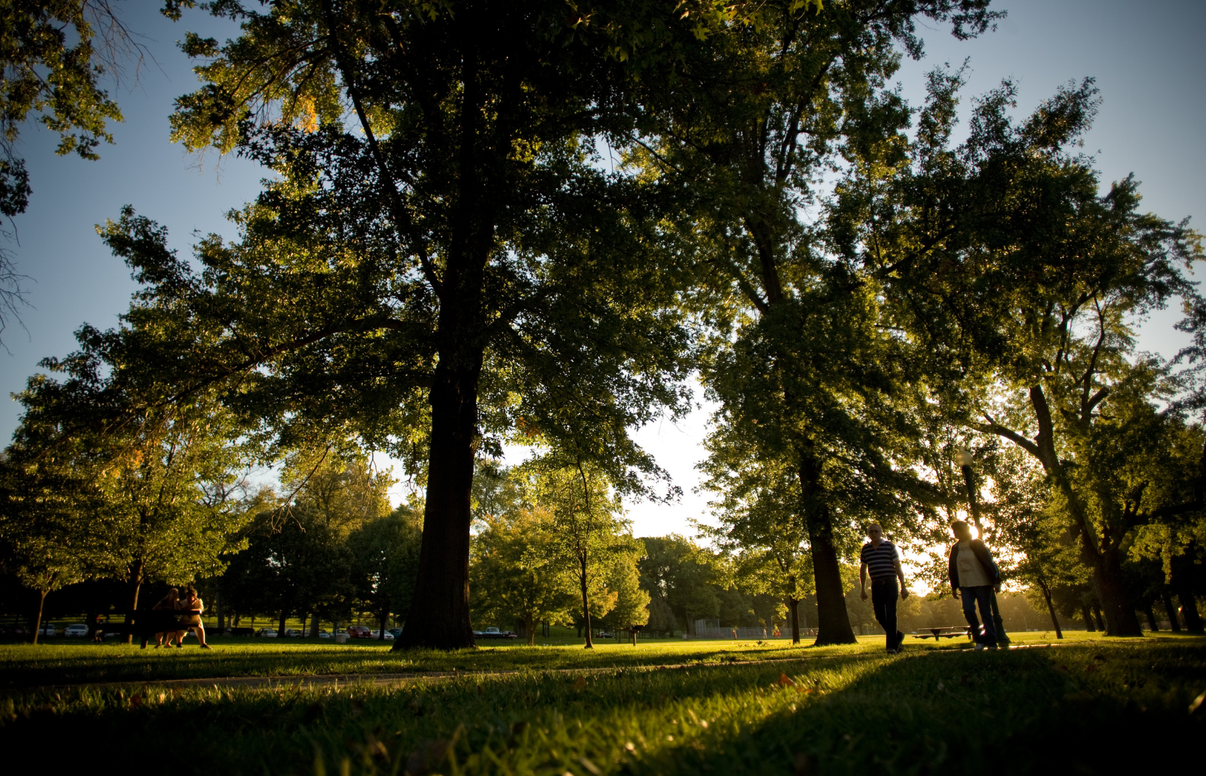 sunlight shining through the trees in a park